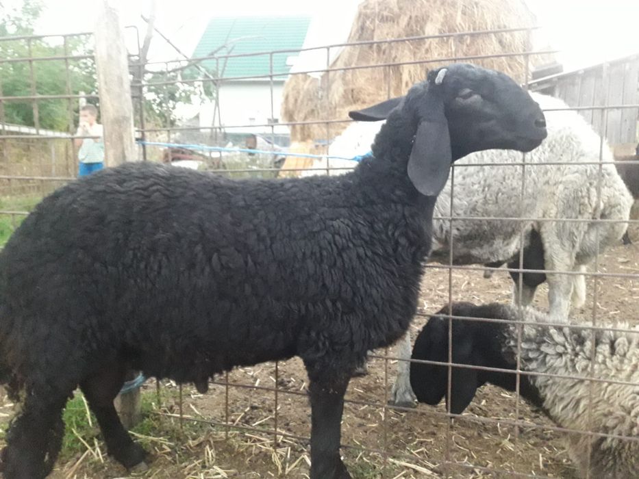 Vand berbec negru