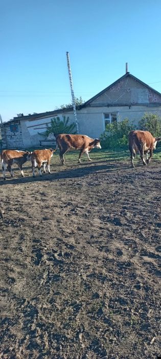 Продаются коровы с телятами подсосные