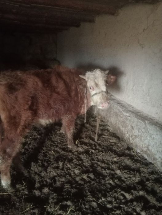 Бақалар сатылады өгіз