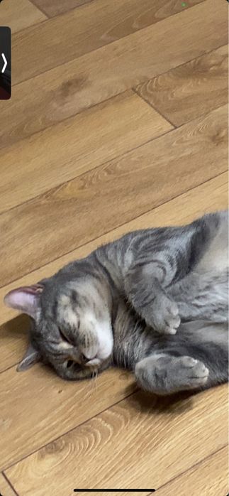 Отдам кота, 2 года