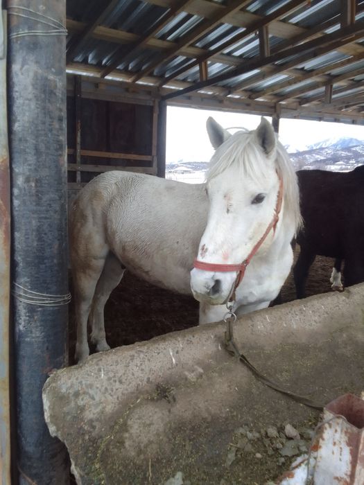Ат согым сатылады