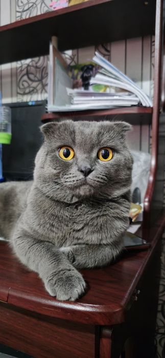 Вязка мальчик ищит девочку