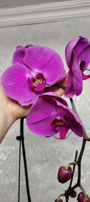 Орхидея Phalaenopsis
