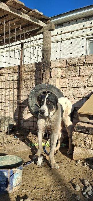 Алабай сатылады срочно