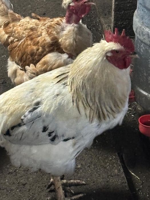 Продаю петухов 10 месяцев