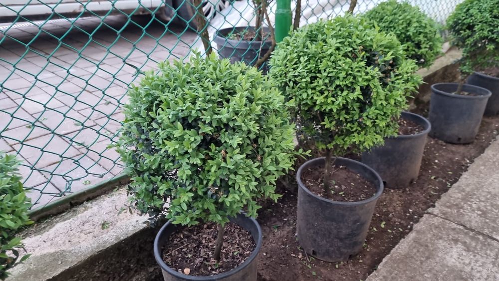 BUXUS pentru gard viu