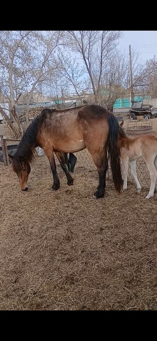 Биелер сатылады продам