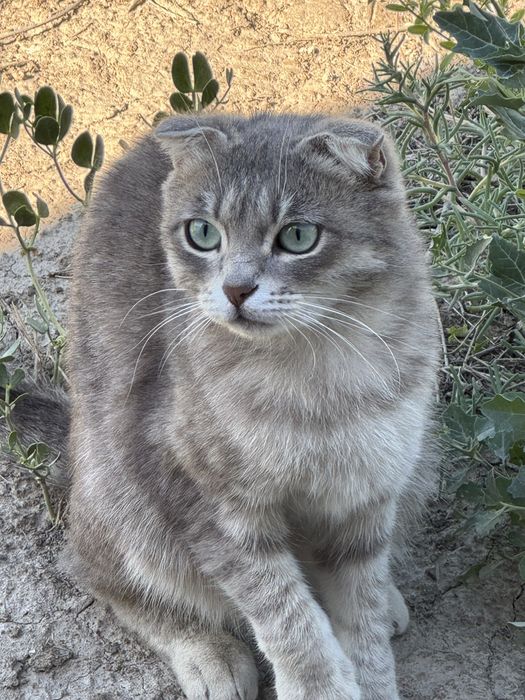 Кошку в добрые руки