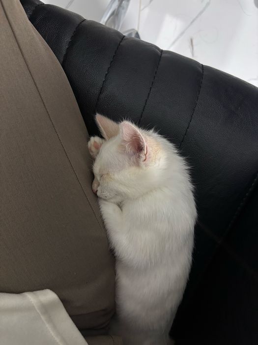 Котенок девочка, возраст 3 месяца