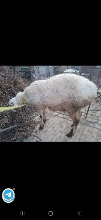 Ок кучкор сотилади юз фоиз соглом йейишига гап йук