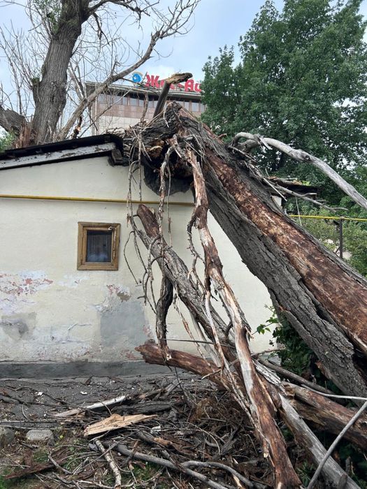 Ағаш кесу спил деревье