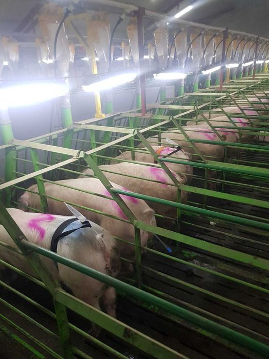 Fermă de reproducție porci