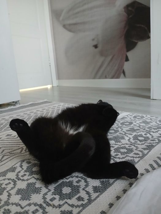 Кошка чёрная девочка