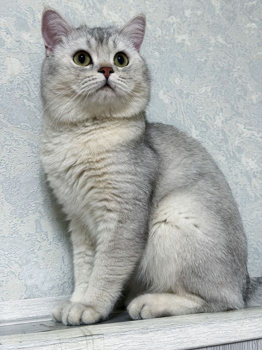 British shorthair silver shinshilla vyazka