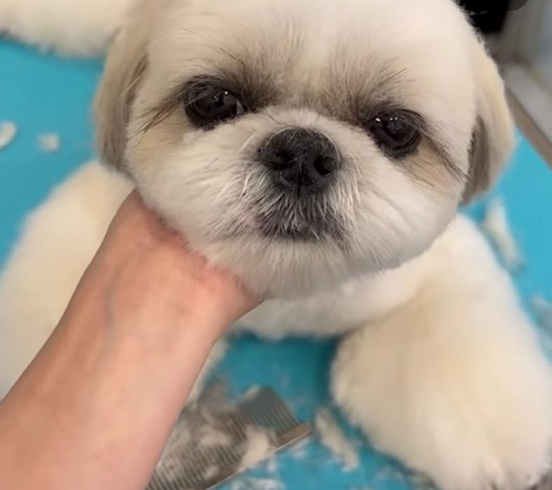 Tund caini,catei, tuns la domiciliu dumneavoastra,cosmetica canina