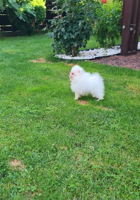 Pomeranian  mini