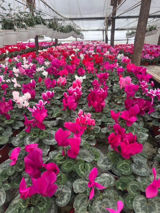 Cyclamen , primula si zambila