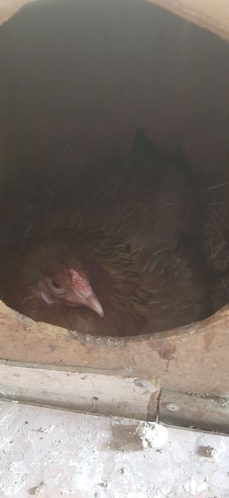 Домик для кур несушек.