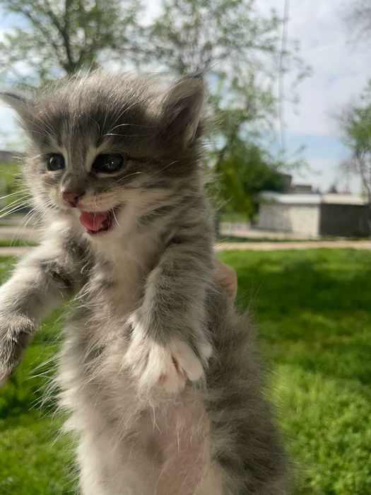 Мушук кошки мушик боласи