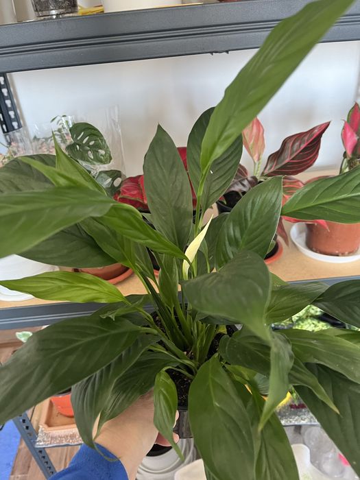 Комнатные растения