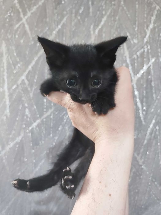 Котика отдам срочно