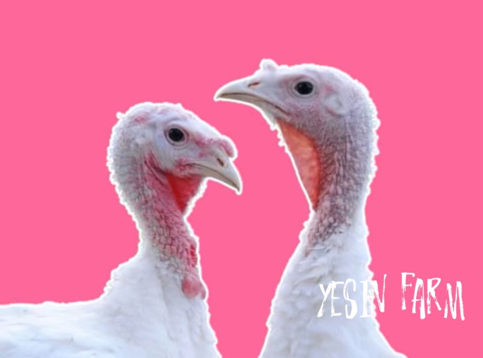 Белый широкогрудый инкубационные яйца индюков — фермерская порода