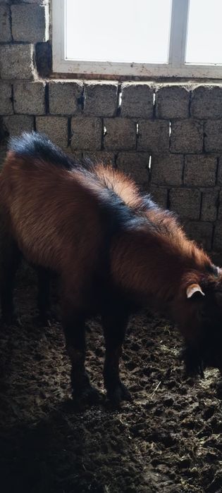 Альпинские козы Alpin echkilari