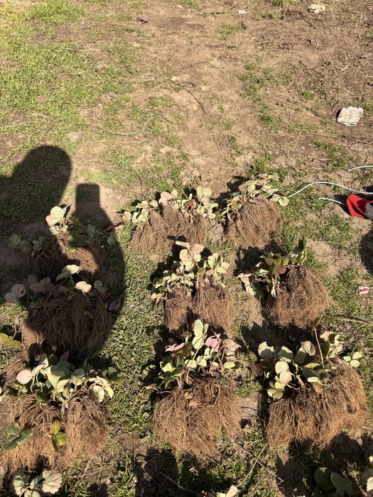 Здравей те Продавам расад ягоди и малини