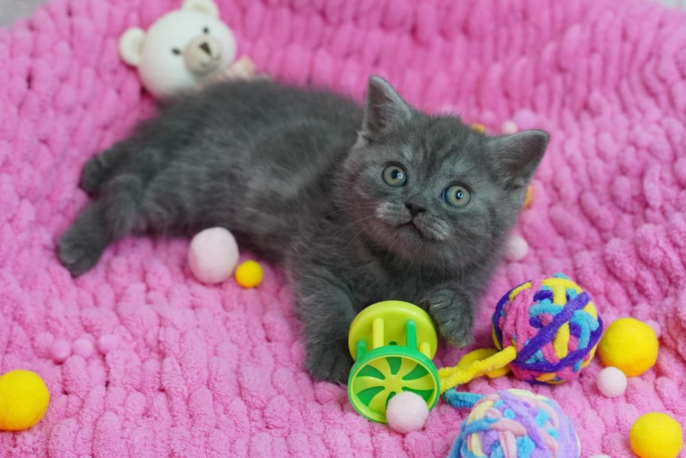 Скоттиш-Страйт шотландские котята