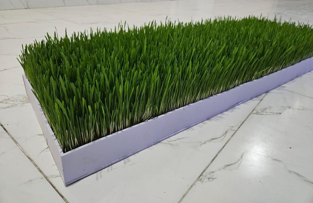 Гидропоника корм для скот