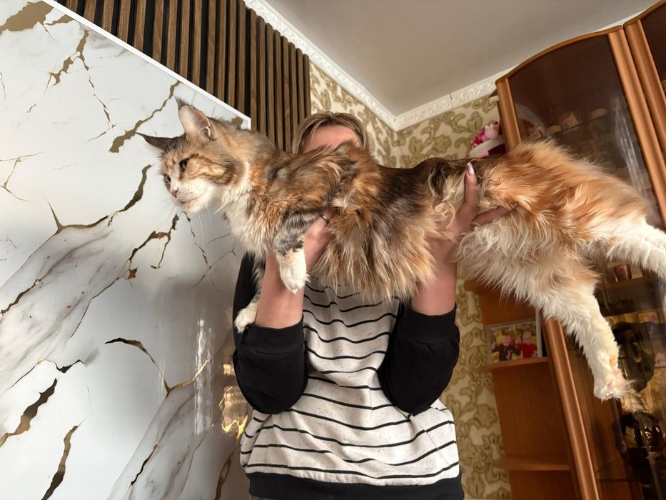 Мейн Кун котенок