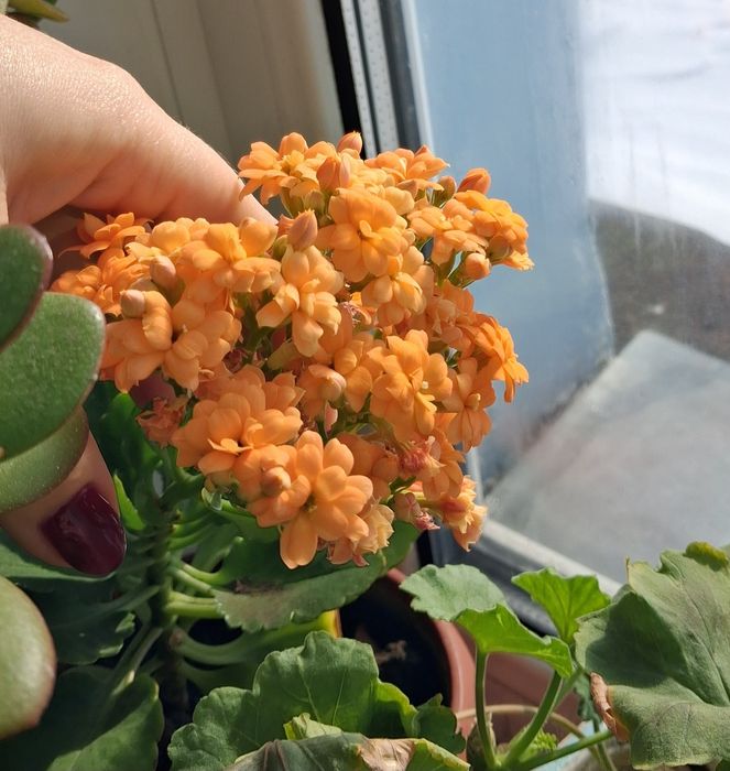 Продам каланхоэ растения