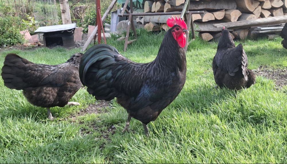 Cocos Australorp-