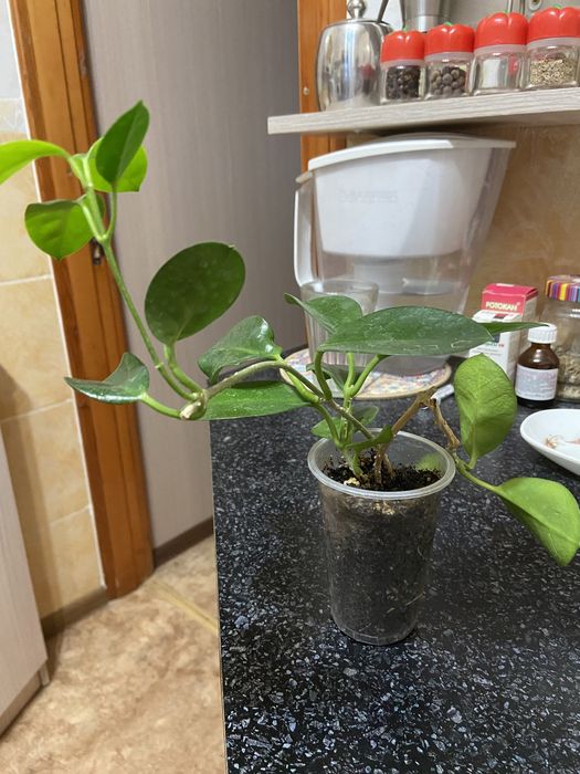 Черенки хойи