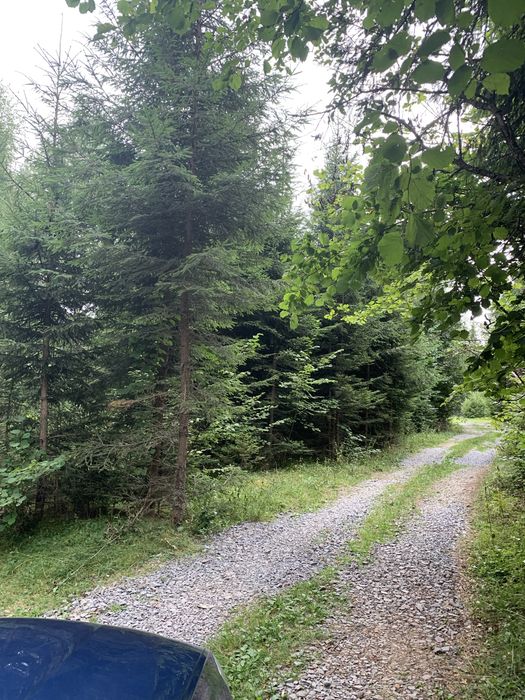 De vânzare teren la munte, zona Liban, Harghita, în apropiere lacul Zetea, 6€/mp, negociabil în functie de suprafată. Pt. parcelare lăsați nr. de tel.