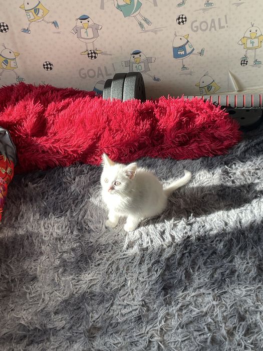 Котенок смесь британца