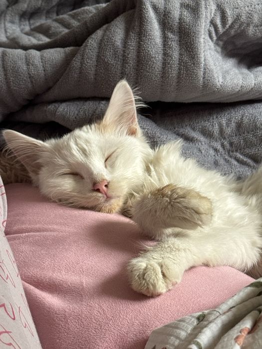 Котик в добрые руки