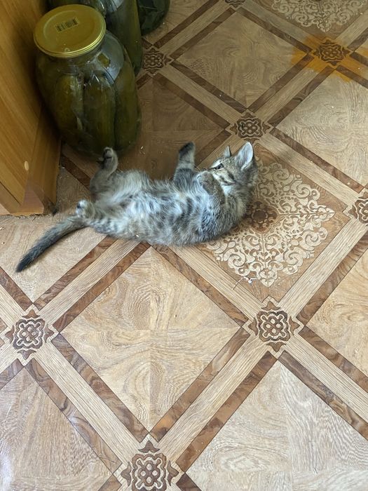 Отдадим котенка в добрые руки