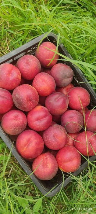 ШОФТОЛИ кучатларимизни 12 хил сорти бор сортига падвойига кафолат бера