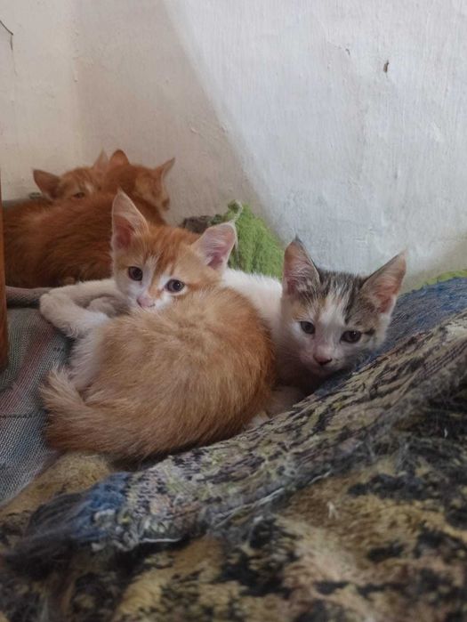 Отдадим котят в добрые руки