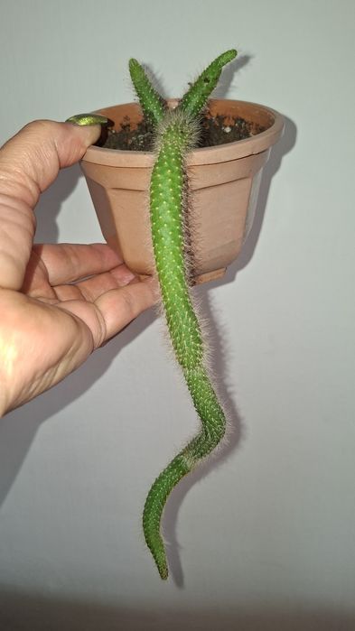 Продам кактус обезьяний хвостик