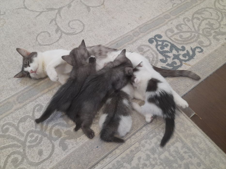 Продаётся  котята вислоухи