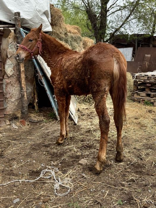 Ұрғашы тай 1 жасар