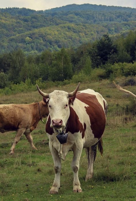 vaca de vanzare