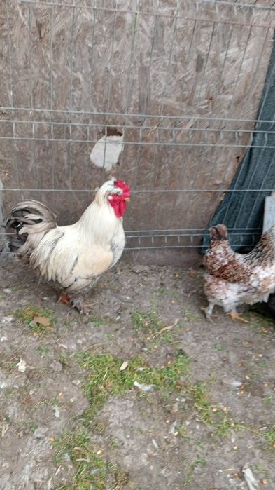 Vând oua pentru incubat