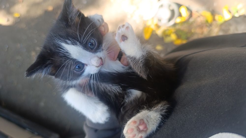 Отдам котят девочки