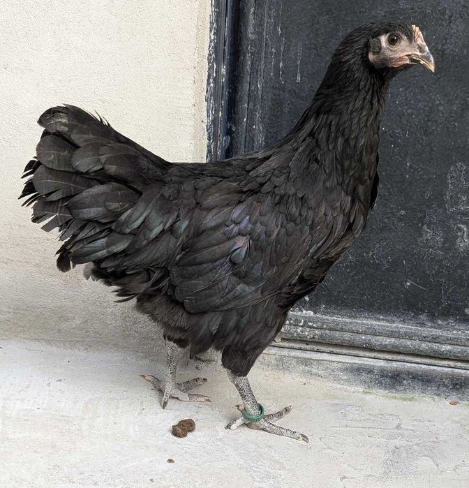 Gaini si puicute Australorp,Cocosei Marans