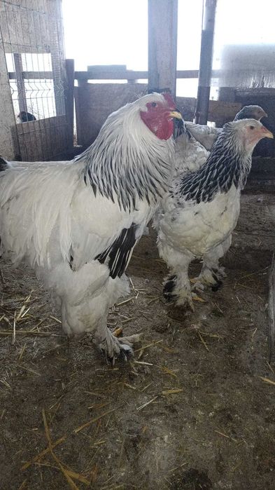 ,pui brahma herminat,oua incubat.