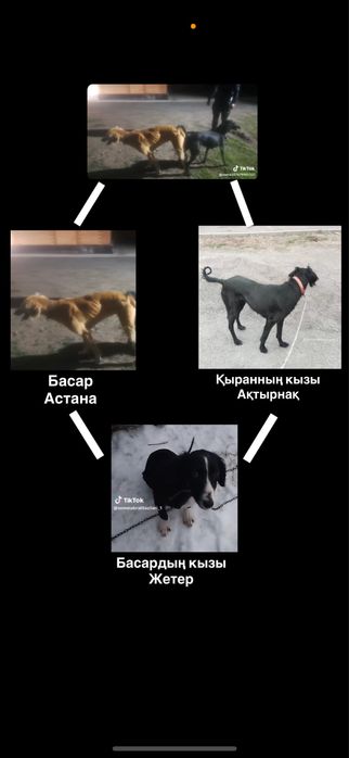 Чемпиондардың күшігі сатылады