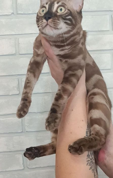 Бенгальские котята